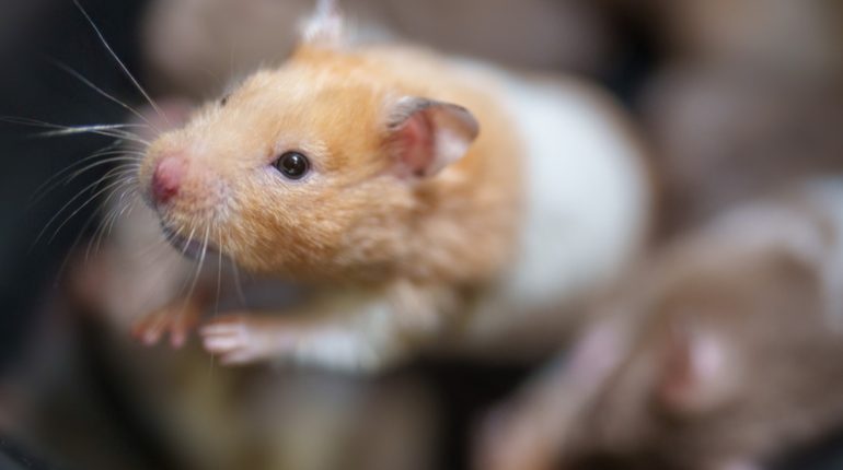 Mice: An Exponential Growth Problem