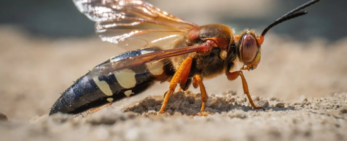 cicada killer