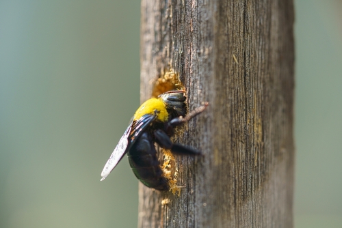 Buzzing Trouble: Understanding Carpenter Bees in New Jersey