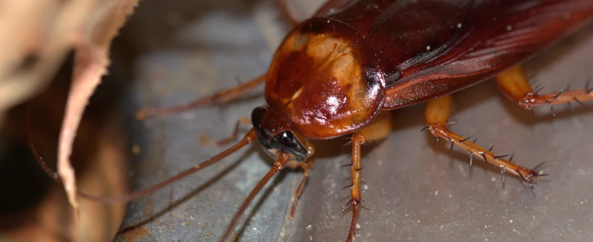 Cockroach