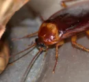 Cockroach