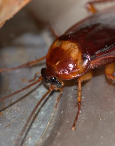 Cockroach