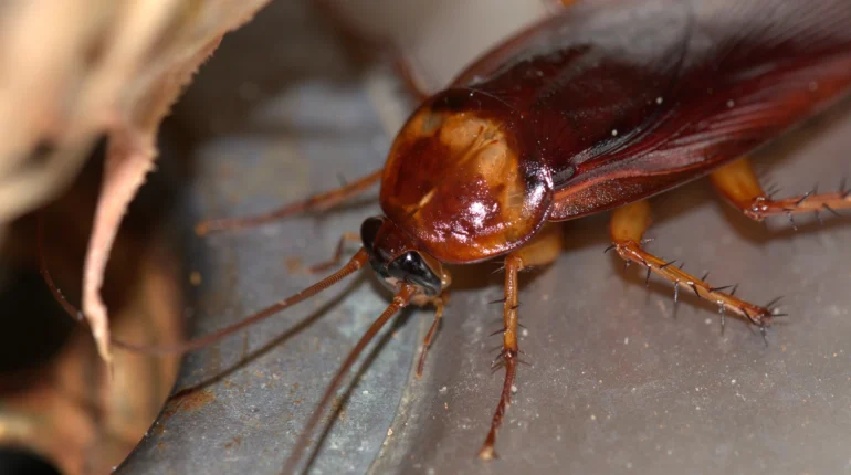 Cockroaches