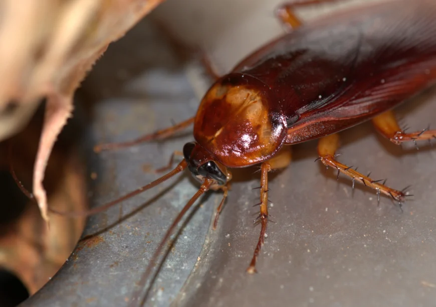 Cockroach