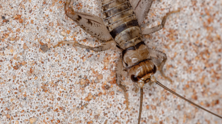 Cave Crickets