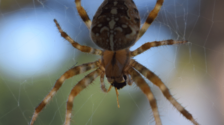 Spiders