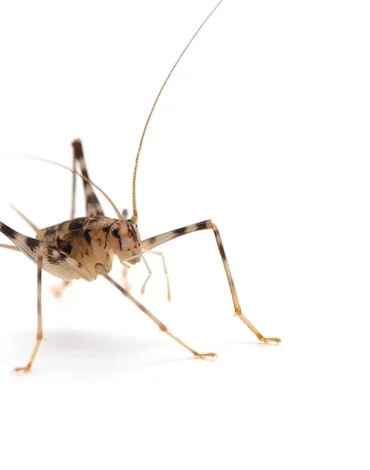 cave cricket extermination by Ace Walco Pest Control