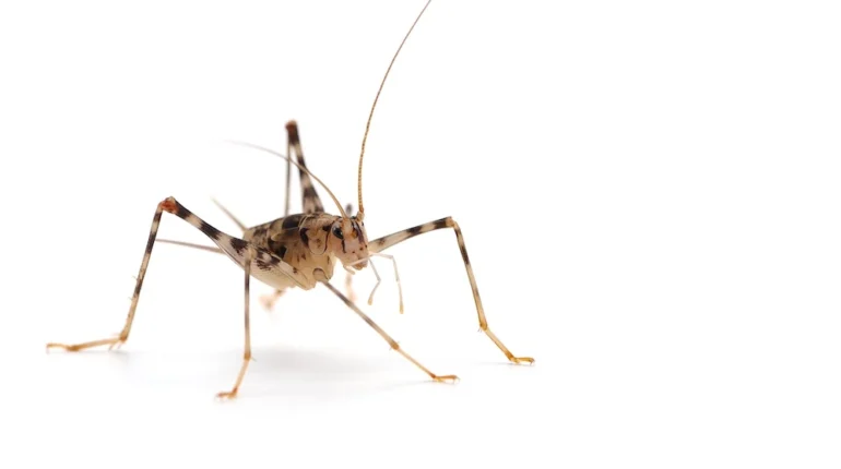 Cave Cricket Extermination