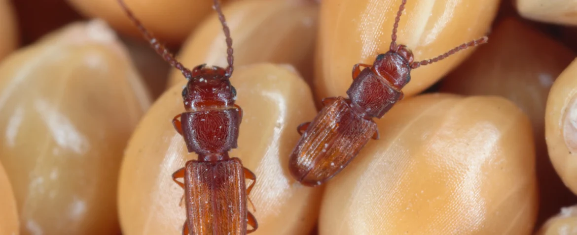 grain beetle