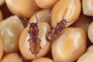 grain beetle