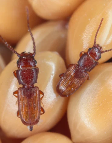 grain beetle