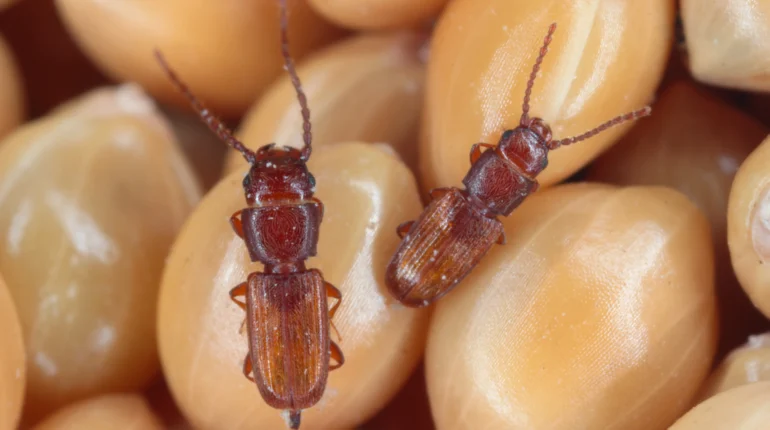 Pantry Pests