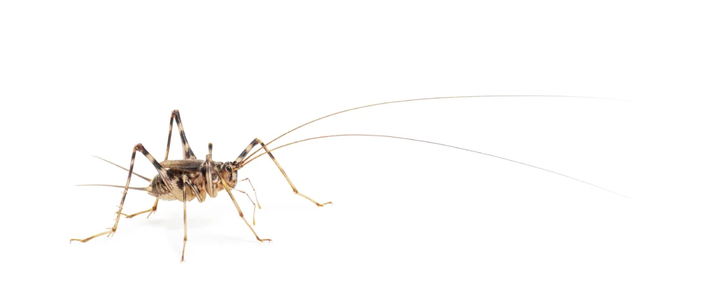 pest control for cave crickets