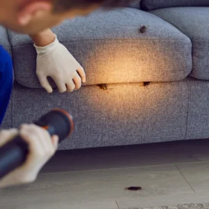 Man discovering cockroaches under couch cushions