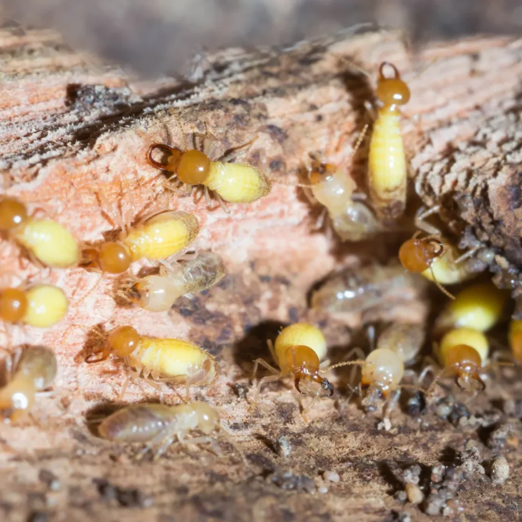 Cluster of pest larvae on a surface