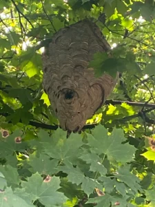 Bald face hornet nest