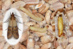 Indian meal moth cycle