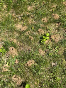 Solitary_Bee_nesting_sites