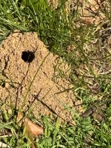 Solitary_bee_jest_upclose