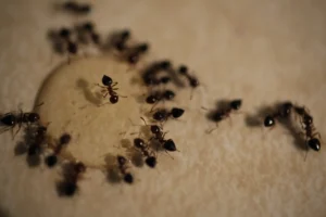 ants feeding