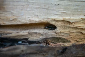 carpenter ant structural damage