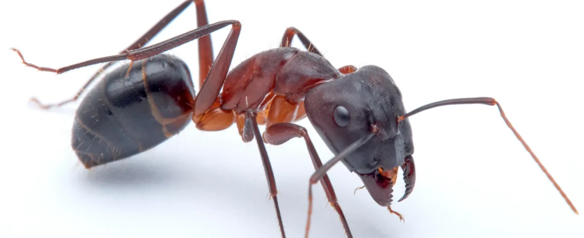 carpenter ant white background