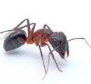 carpenter ant white background