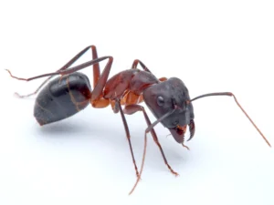 carpenter ant white background