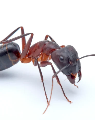 carpenter ant white background