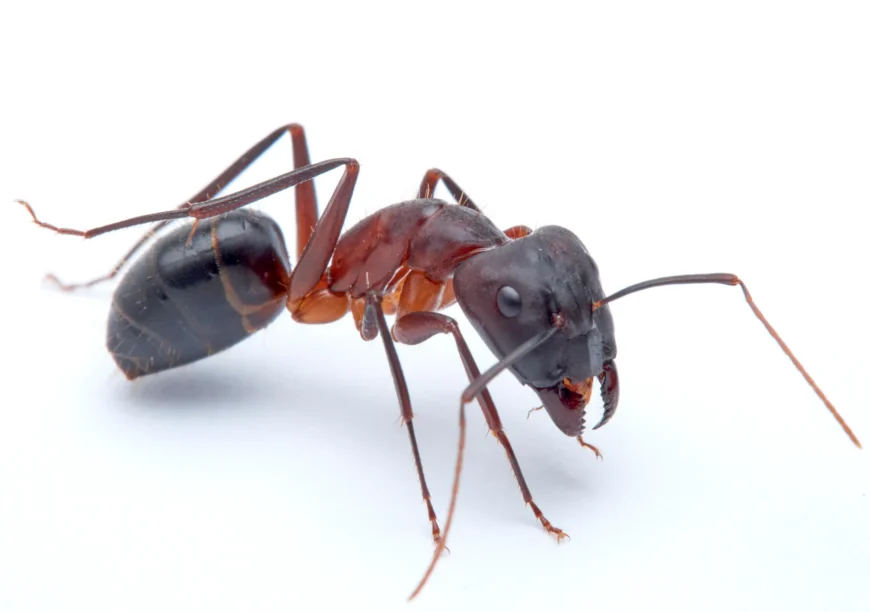 carpenter ant white background