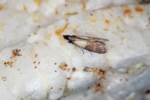 indian mealt moth
