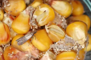 pantry pest in corn
