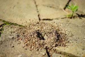 pavement ant nest