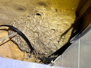 yellow jacket nest