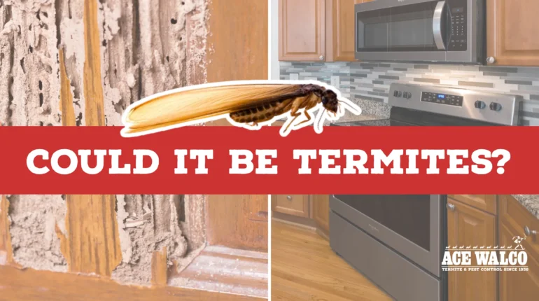 Could it be termites?