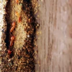 Close-up of termites on a piece of wood