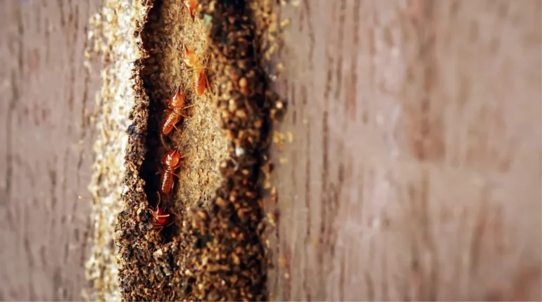 Close-up of termites on a piece of wood