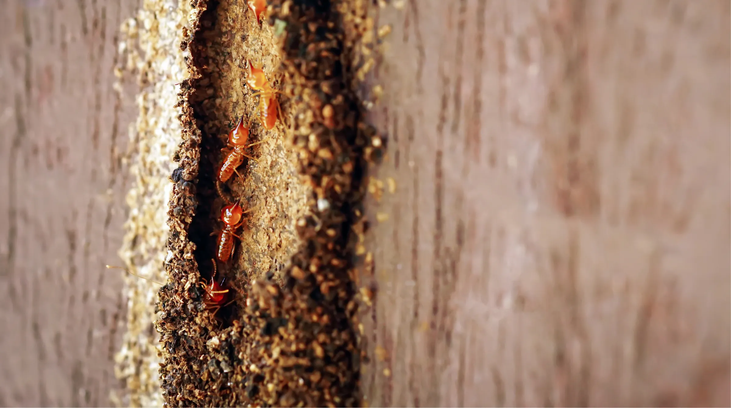 Everything You Need to Know About Termite Prevention - Ace Walco Pest ...