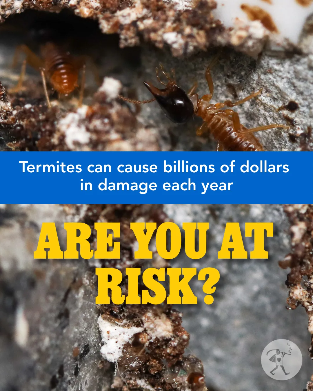 Termites can cause billions of dollars in damage each year. Are you at risk?