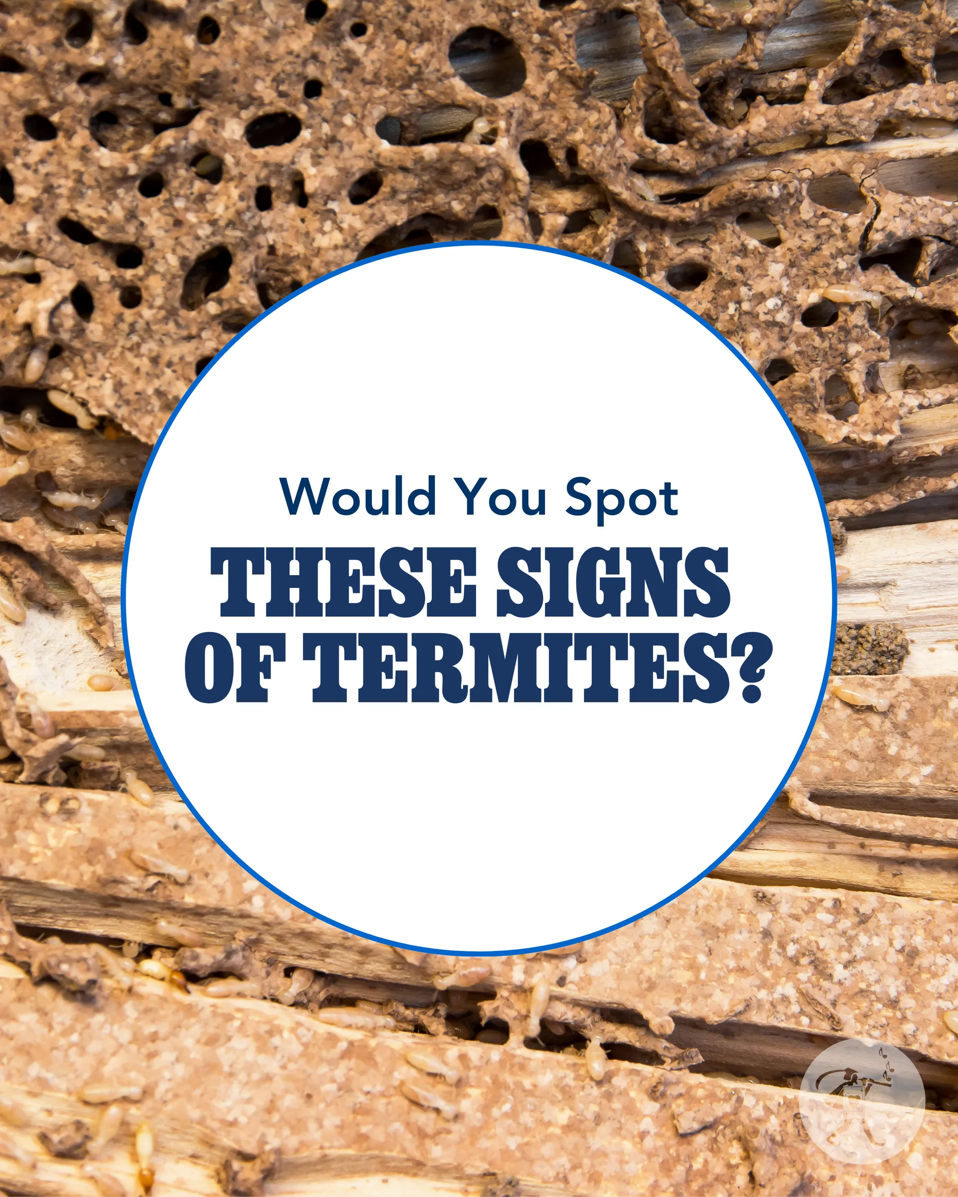 Would you spot these signs of termites?