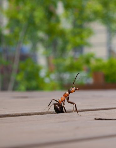 Ant-Pest-Control