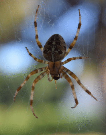 Spiders