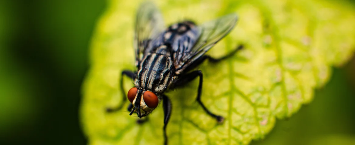 Fly Control in New Jersey