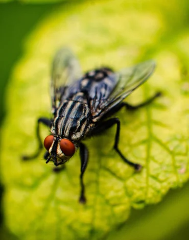 Fly Control in New Jersey