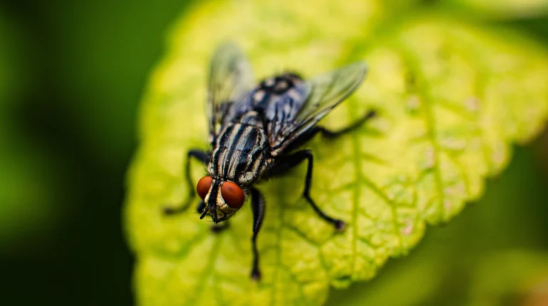 Fly Control