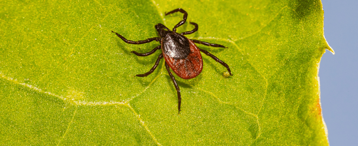 ace walco tick control nj