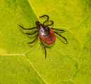 ace walco tick control nj