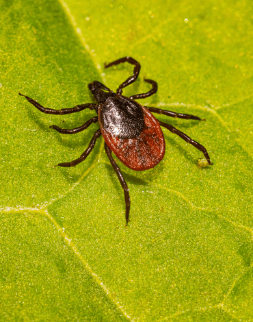 ace walco tick control nj