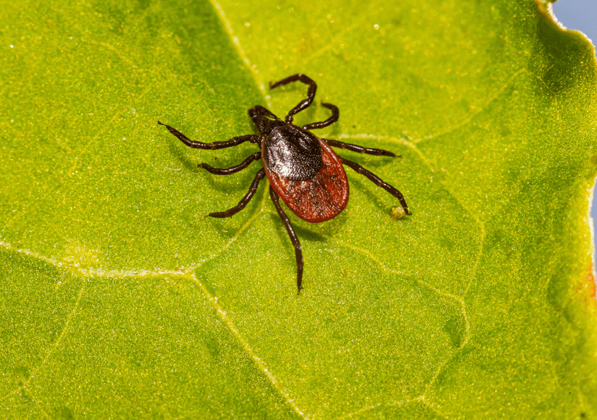 ace walco tick control nj