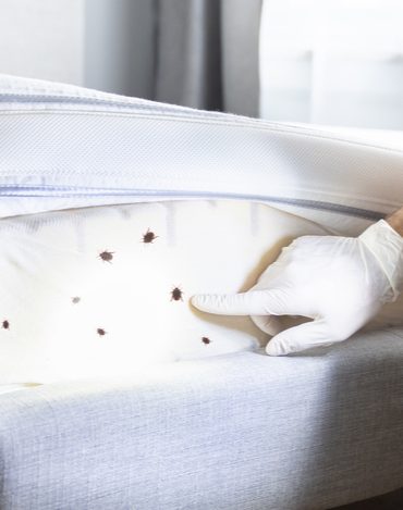bed-bug-inspection